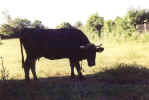16_10_vache.jpeg (13663 octets)
