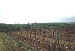 02_31_vigne.jpg (26137 octets)