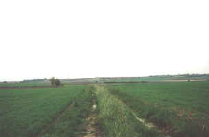 03_27a_herbeboue.jpg (11991 octets)