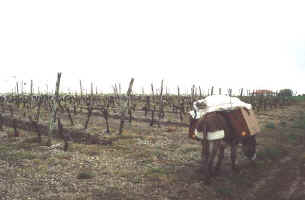 03_34a_vigne.jpg (24886 octets)