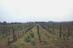 04_19_vigne.jpg (24352 octets)