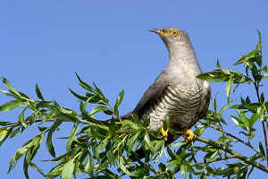 coucou2.jpg (86041 octets)