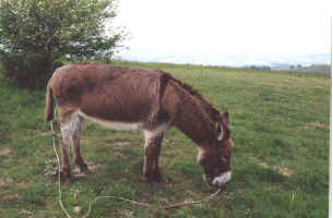 jm04_10_nanet.jpeg (40906 octets)