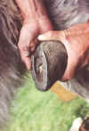 jm06_24_fer.jpeg (36080 octets)