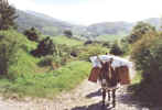 jm07_14_montpaysag.jpeg (48340 octets)