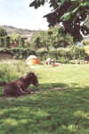 jm07_30_camp.jpeg (56740 octets)
