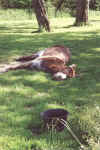 jm07_37_fatigue.jpeg (57891 octets)