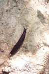 jm08_23_limace.jpeg (59076 octets)