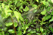 031_27.jpg (91388 octets)