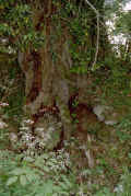 037_33.jpg (108229 octets)
